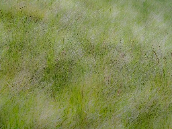 Gulin, Sylvia 아티스트의 USA-Washington State-Palouse grasses soft focused near Colfax작품입니다.